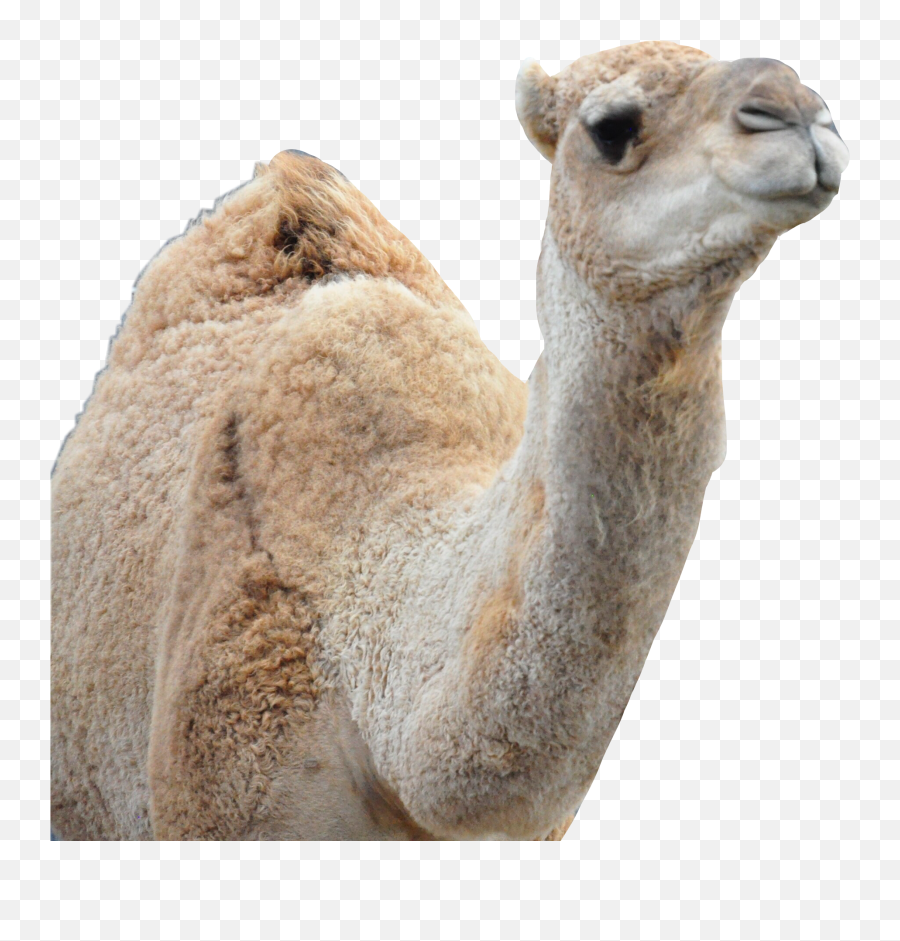 Camel - Arabian Camel Emoji,Camel Emoji