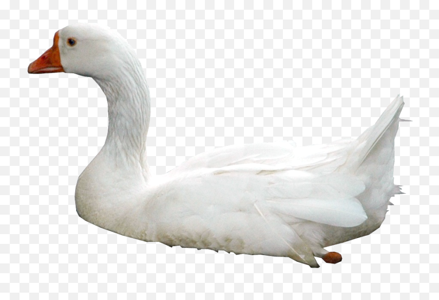 Swan Clip Art - Swan Png Png Download 800600 Free Swans Png Emoji,Swan Emoji