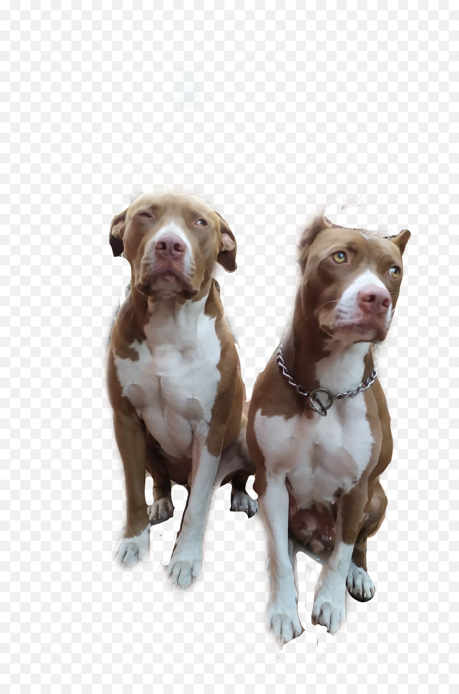 Pitbull - American Pit Bull Terrier Emoji,Pitbull Emoji