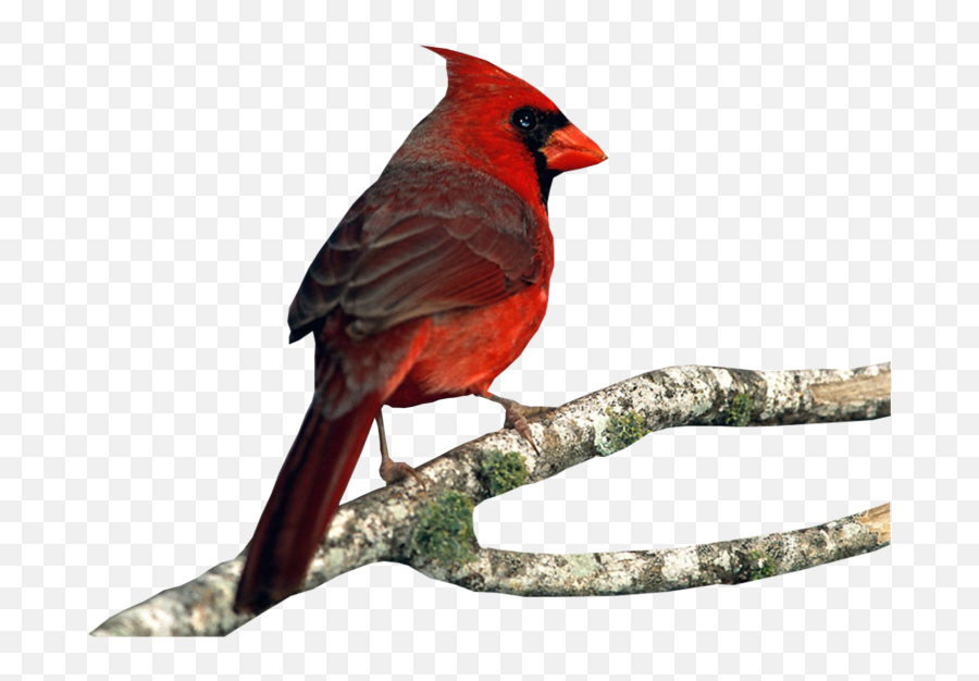 Cardinal Psd Official Psds - Cardinal Bird Emoji,Cardinal Bird Emoji
