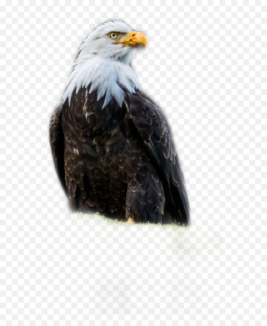 Popular And Trending Aburrimiento Stickers On Picsart - Two Aguilas Calvas Formando Corazon Emoji,Eagle Emoji Android