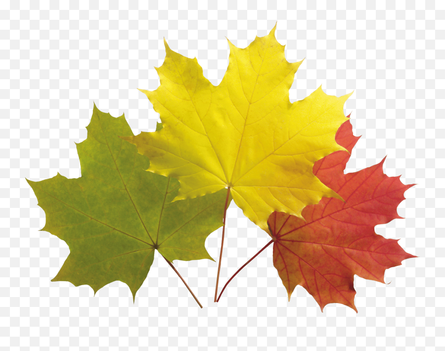 Download Autumn Png Leaves Hq Png Image - Colourful Maple Leaf Background Emoji,Autumn Leaf Emoji
