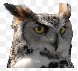 Owl fierce Sticker by maryknits - Eastern Screech Emoji