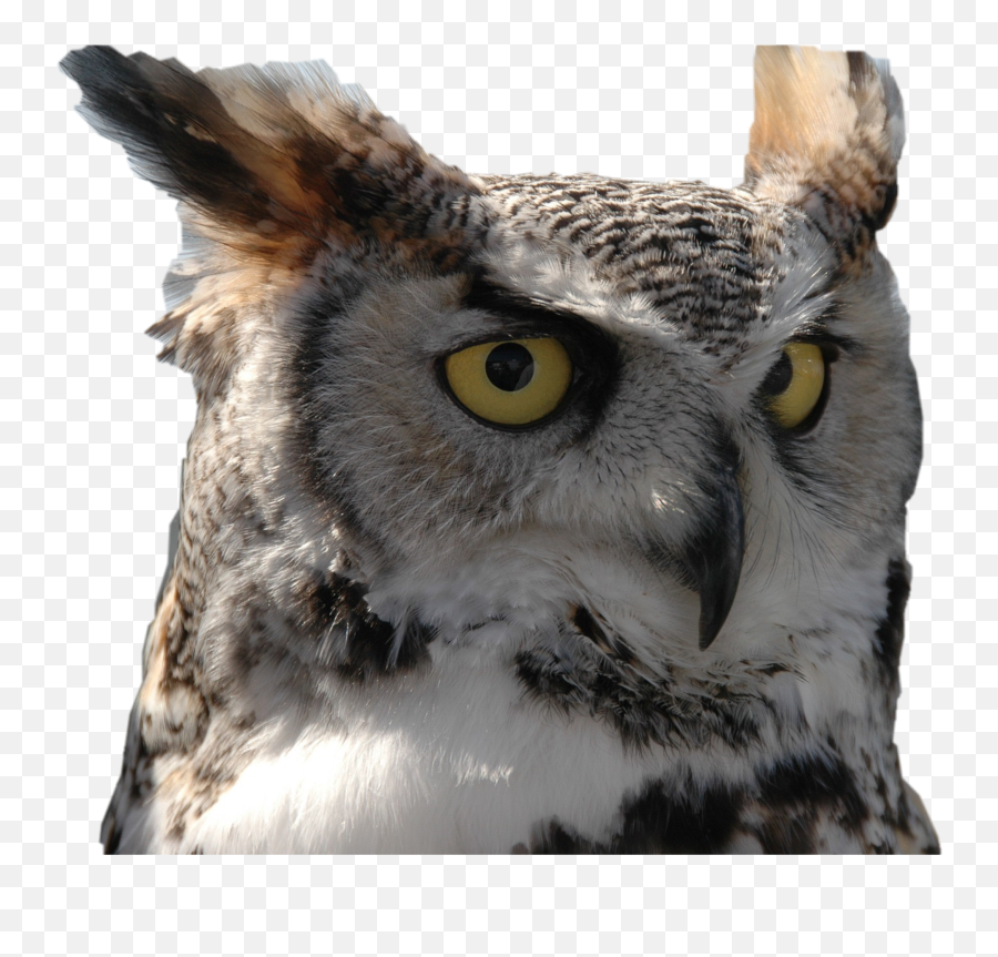 Owl Fierce Sticker By Maryknits - Eastern Screech Owl Emoji,Owl Emoji Text