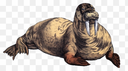 Beautiful Walrus Graphic - Walrus Emoji,Walrus Emoji