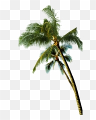 Coconut Asian Palmyra Palm Tree - Transparent Coconut Tree Png Emoji,Palm Tree Emoticon