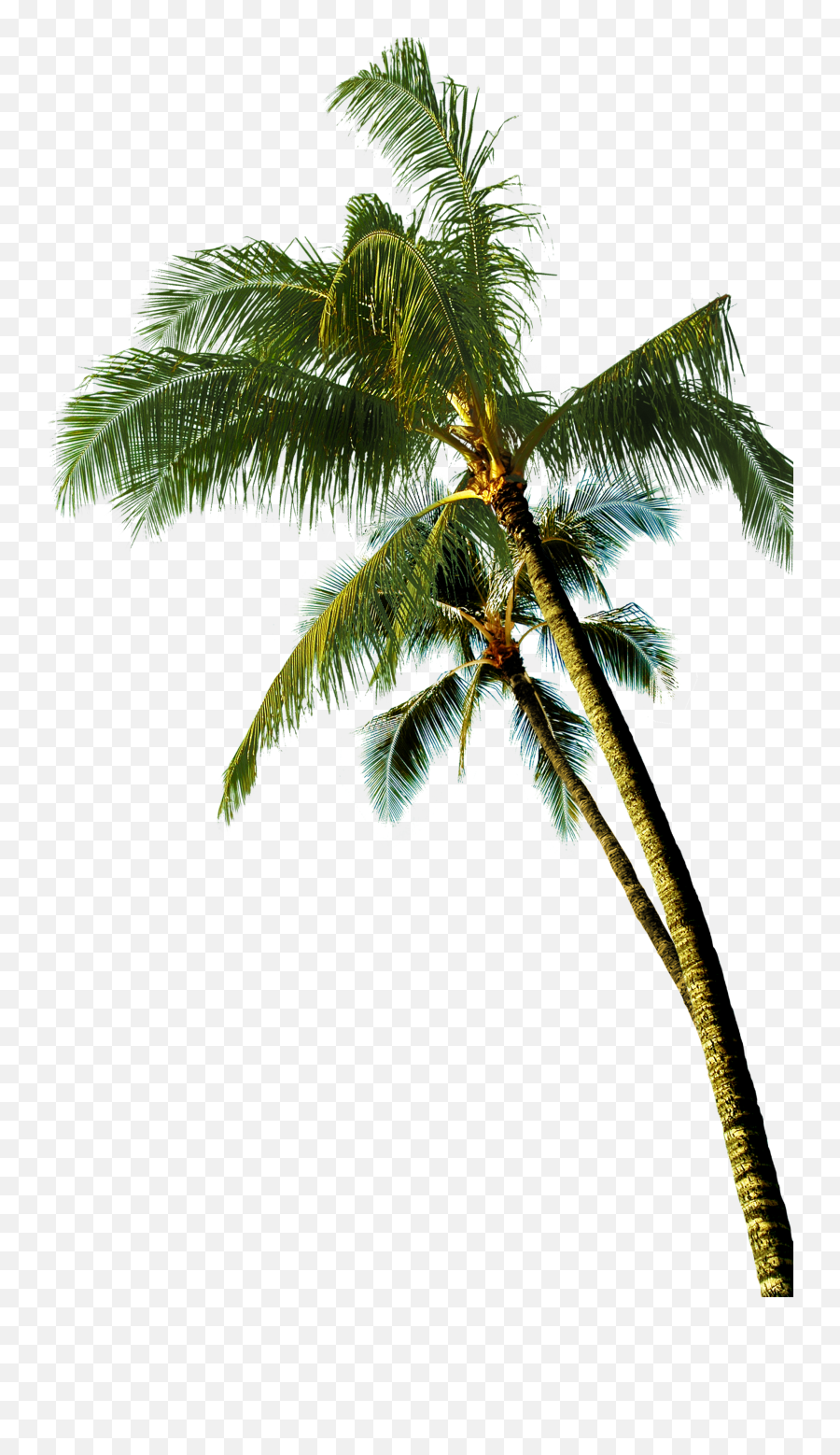 Coconut Asian Palmyra Palm Tree - Transparent Coconut Tree Png Emoji,Palm Tree Emoticon