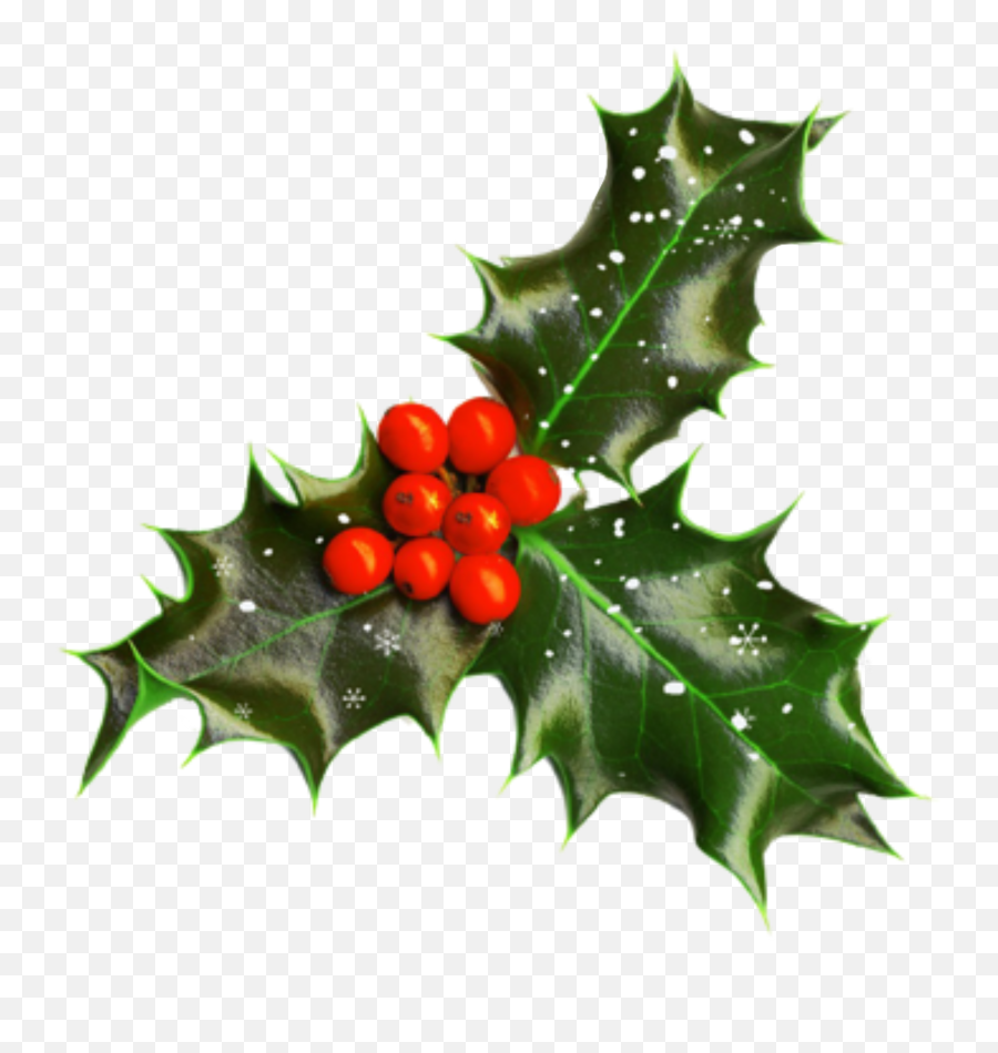 Mistletoe Christmas Freetoedit - Christmas Holly Transparent Background Emoji,Mistletoe Emoji