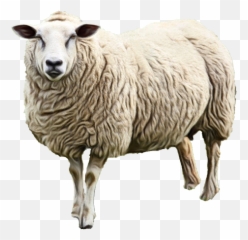 Sheep Milk Lamb Goat - Agneau Png Emoji,Goat Emoji Png