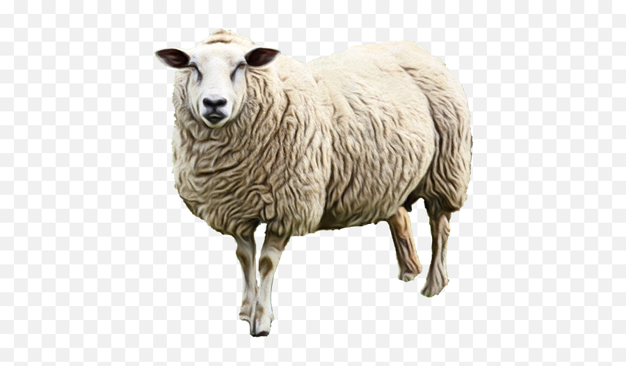 Sheep Milk Lamb Goat - Agneau Png Emoji,Goat Emoji Png
