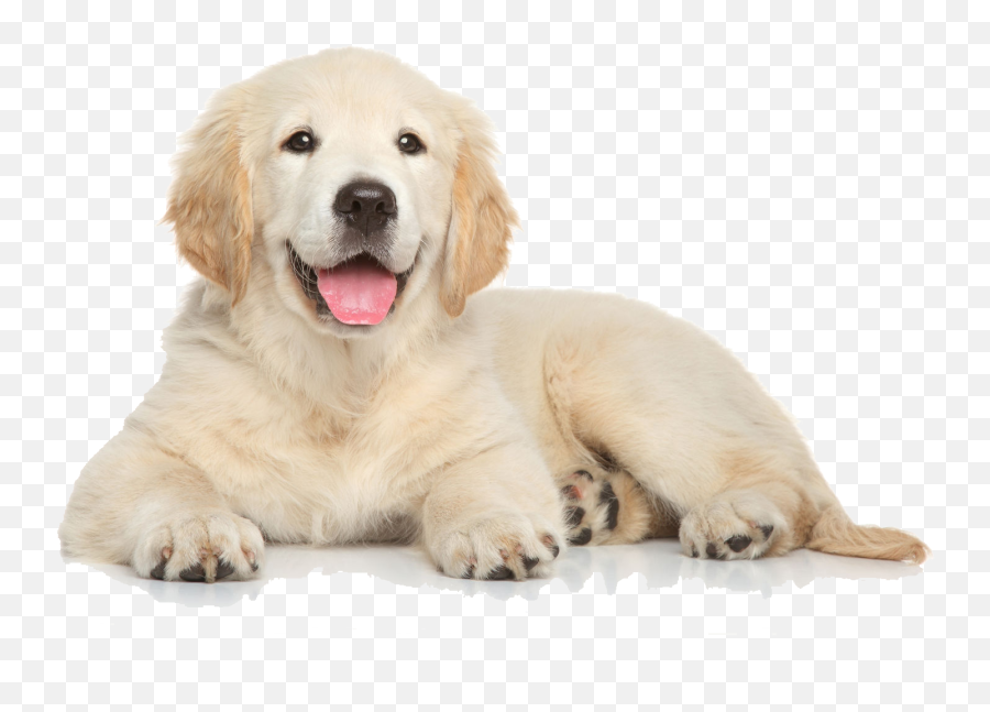 Clipart Puppy Golden Retriever Clipart - Golden Retriever Puppy Png Emoji,Golden Retriever Emoji