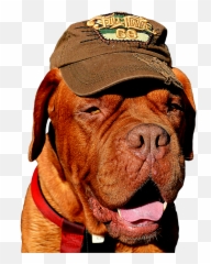 Expressions Bordeaux Dog Domesticated - Funny Human And Memes Emoji