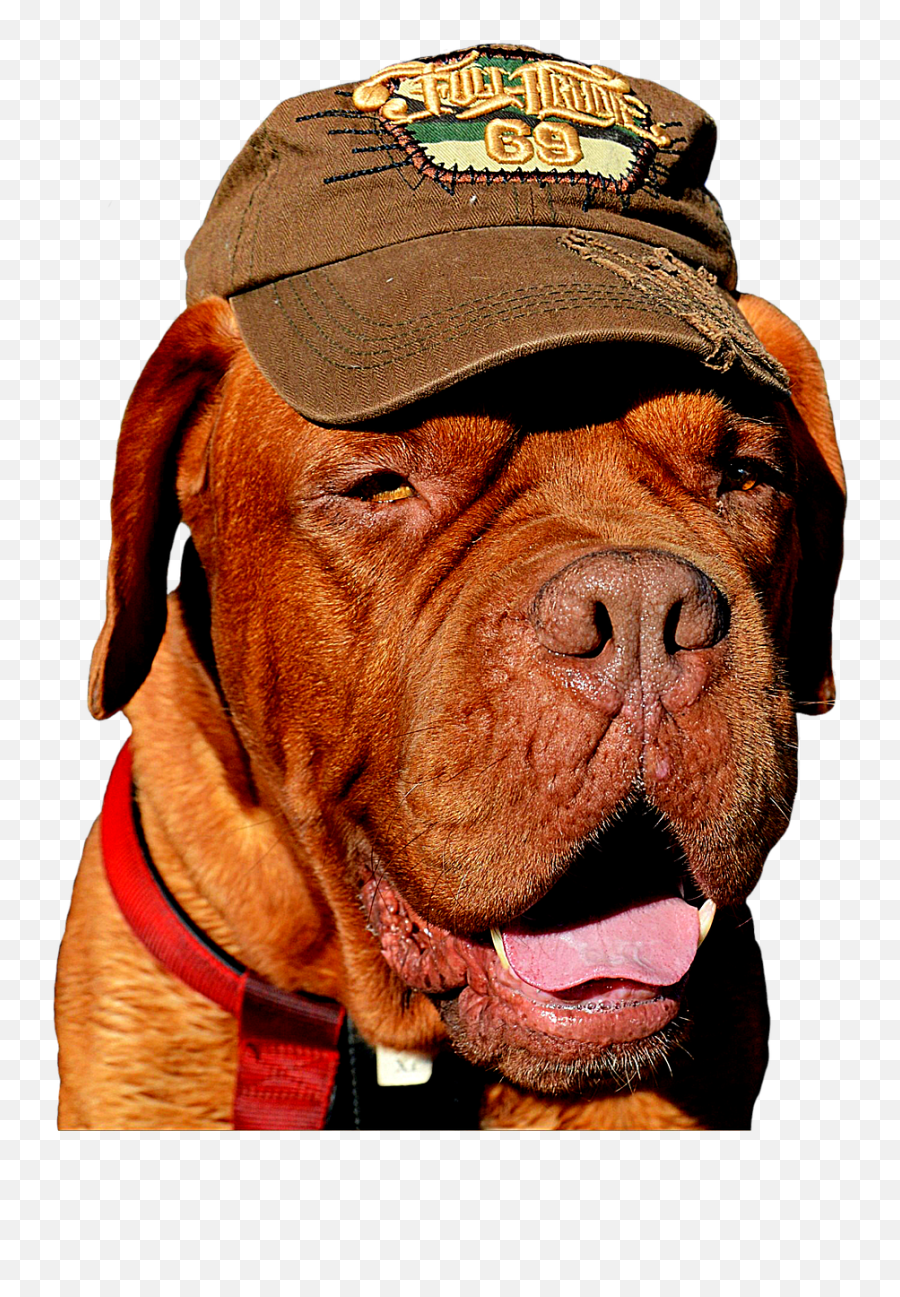 Expressions Bordeaux Dog Domesticated - Funny Human And Dog Memes Emoji,Pit Bull Emoji