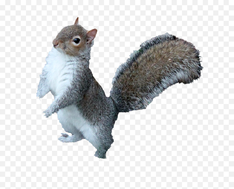 Squirrel Png Free Download - Squirrel Png Emoji,Squirrel Emoji