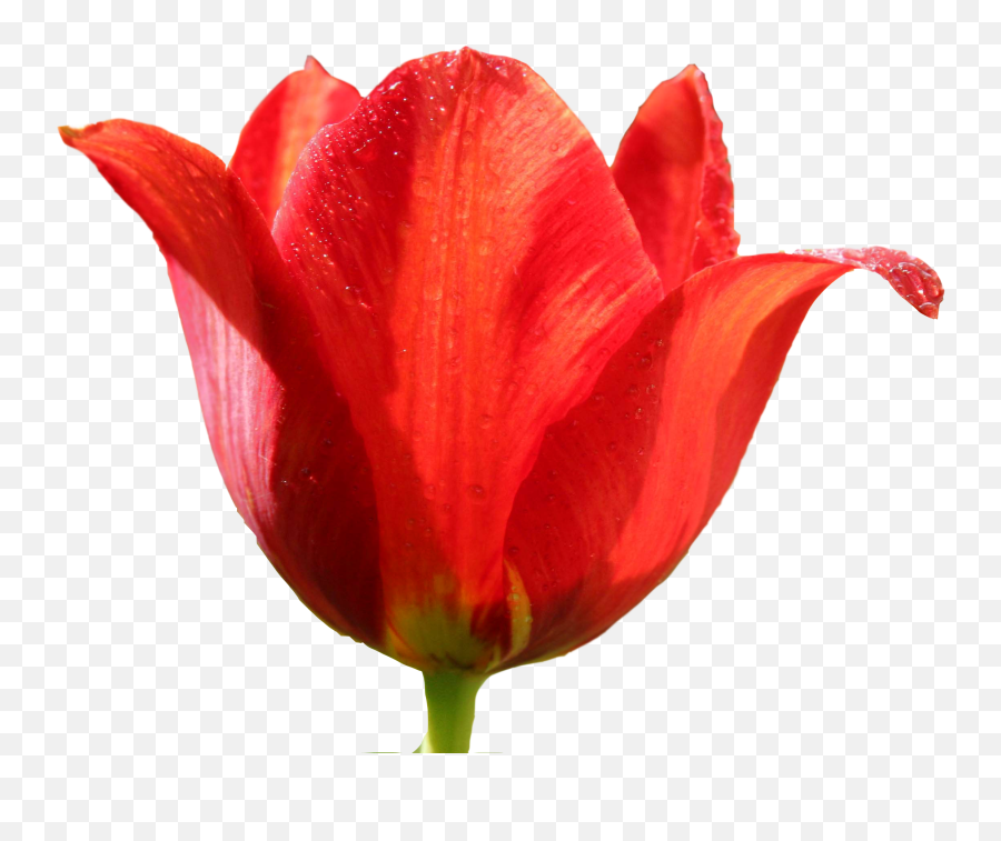 Tulip Clip Art - Red Tulip Png Transparent Emoji,Tulip Emoji