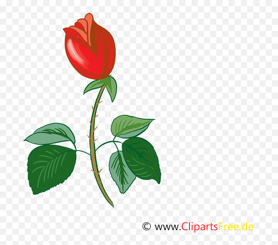 Birthday Gif Rose Flower Birthday - Geburtstagswünsche Herzlichen Glückwunsch Rosen Gif Emoji,Rose Emoticons