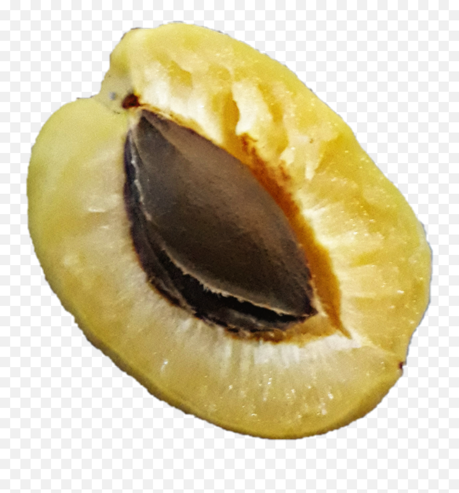 Apricot Armenia Armenian Fruit - Peel Emoji,Apricot Emoji