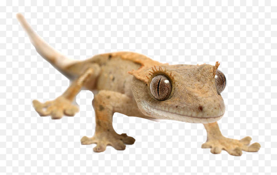 Lizard Gecko Crestedgecko Sticker - Baby Crested Gecko Emoji,Lizard Emoji