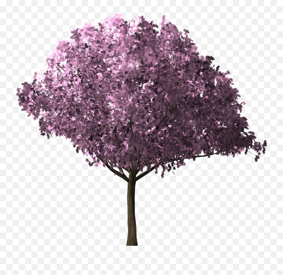 Cherry Blossom Tree Scrapbook Blossom - Arbre Png Photoshop Emoji,Sakura Blossom Emoji