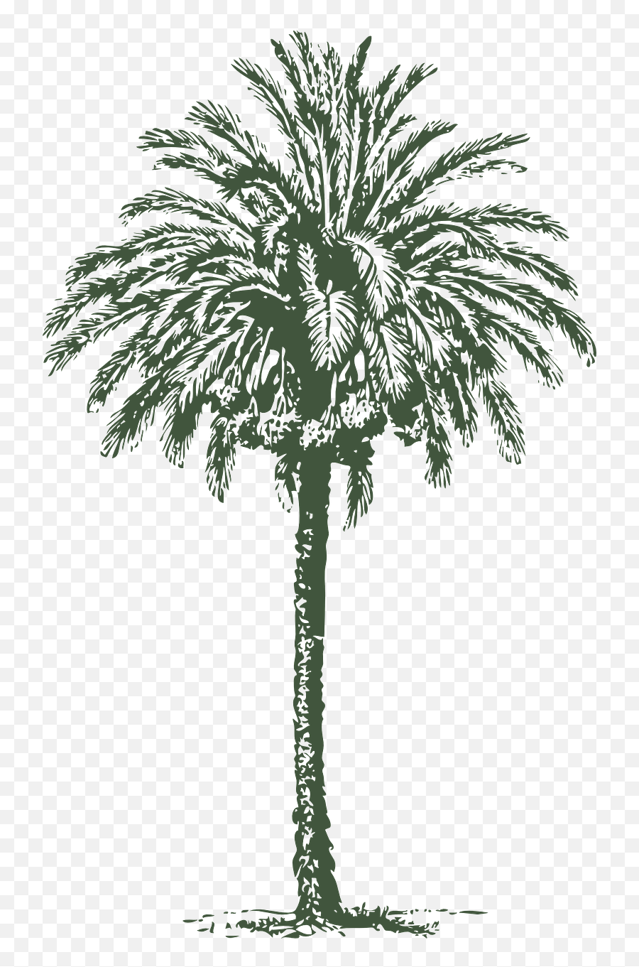 Date Palm Tree Arabian Date - Date Palm Tree Drawing Emoji,Palm Tree Book Emoji