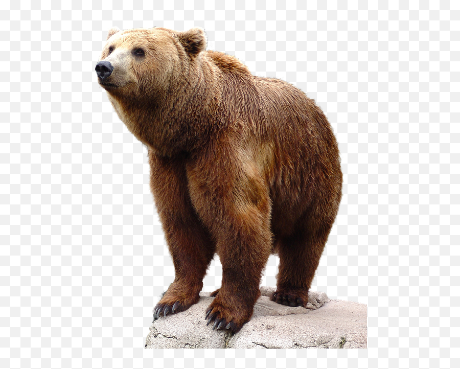 Wild Brown Bear - Bear With Transparent Background Emoji,Brown Praying Hands Emoji