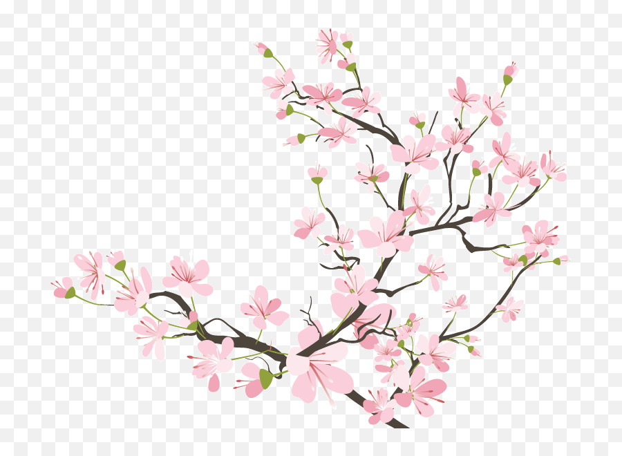 Japanese Clipart Japan Cherry Blossom - Cherry Blossom Transparent Background Emoji,Cherry Blossom Emoticon
