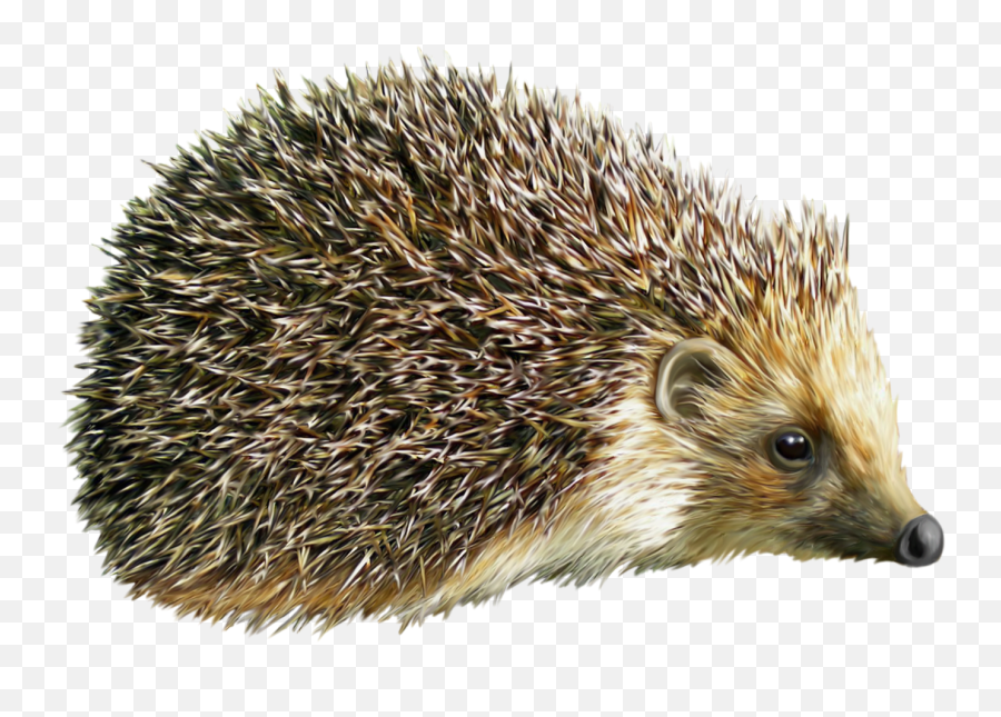 Hedgehog Clipart Transparent Background - Hedgehog Png Emoji,Porcupine Emoji