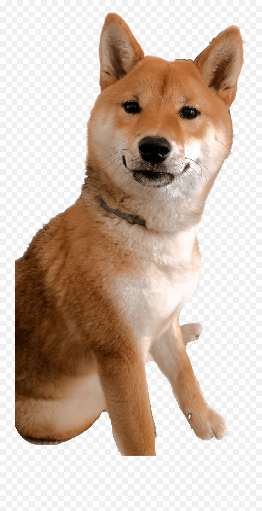 The Newest Shiba Inu Stickers On Picsart - Hokkaido Emoji,Shiba Inu Emoji