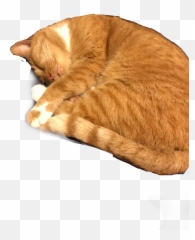 Cat Sleeping Orange Freetoedit - Tabby Emoji