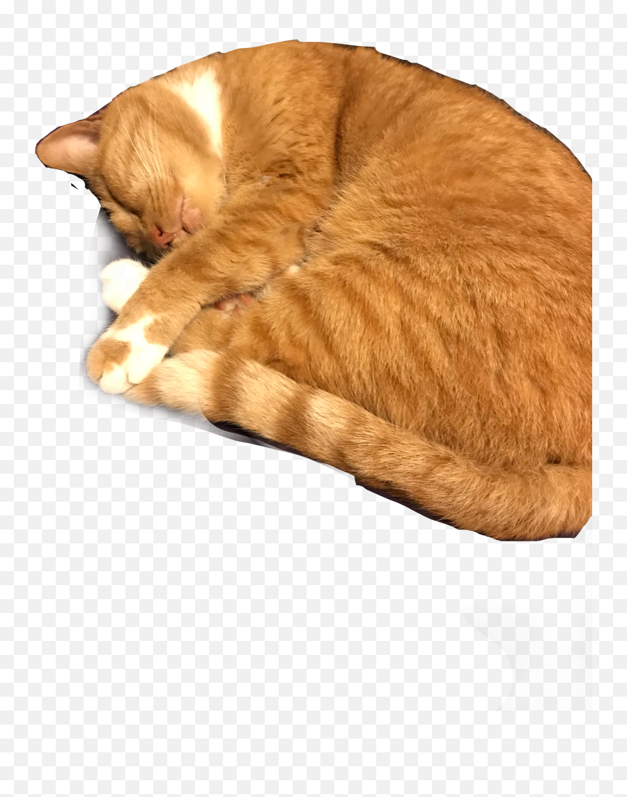 Cat Sleeping Orange Freetoedit - Tabby Cat Emoji,Sleeping Cat Emoji