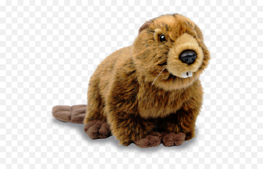 Download Beaver Hd Hq Png Image In Different Resolution - North American Beaver Png Emoji,Beaver Emoji