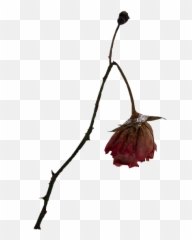 Rose Dead Flower Freetoedit - Png Emoji