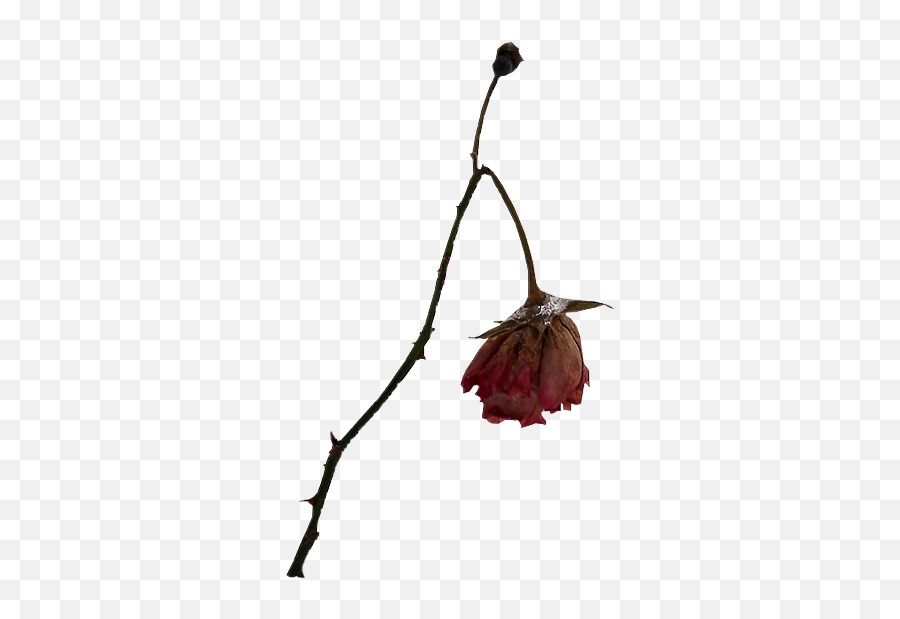Rose Dead Flower Freetoedit - Dead Rose Png Emoji,Dead Flower Emoji