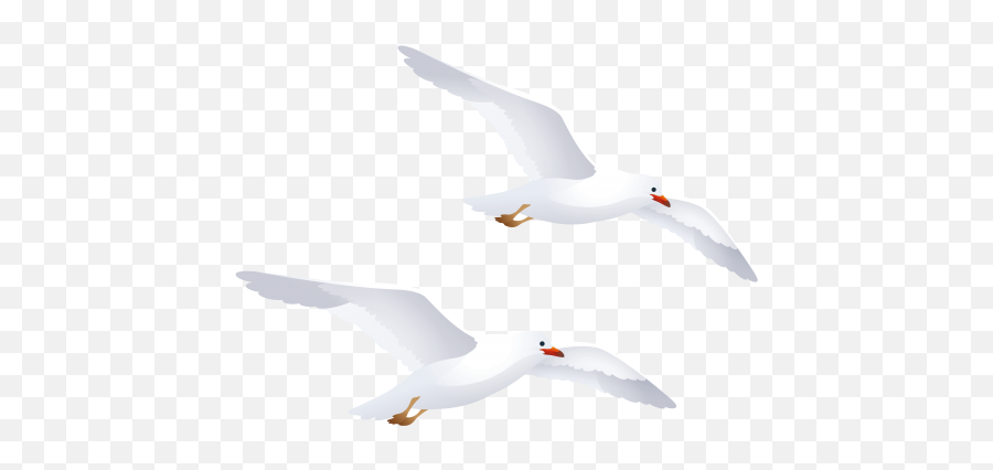 Seagull Open Mouth Png Picture - Seagull Clipart Png Emoji,Seagull Emoji