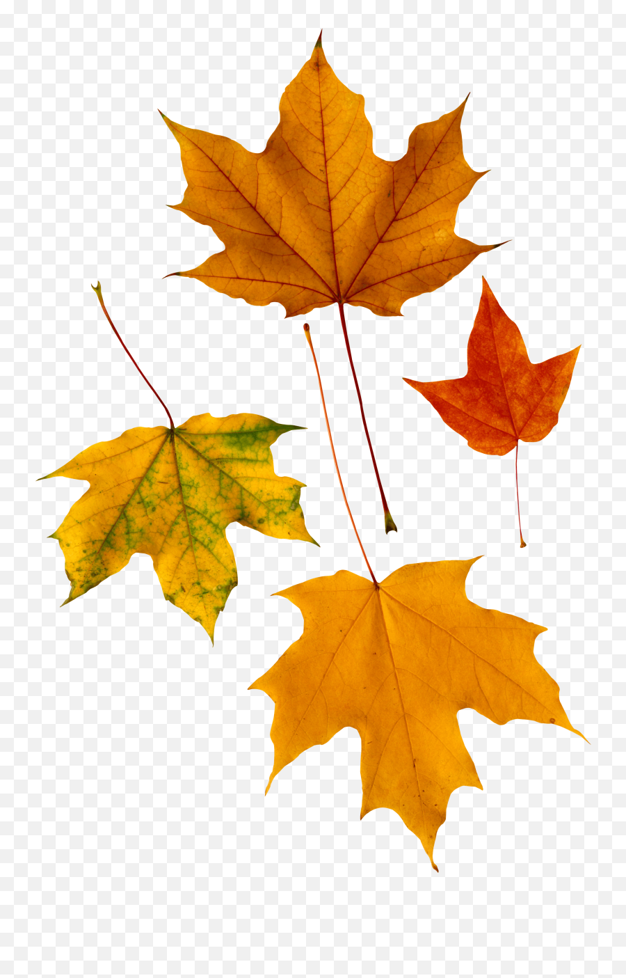 Download Autumn Png Leaf Hq Png Image - Psalm 136 1 3 Emoji,Autumn Leaf Emoji