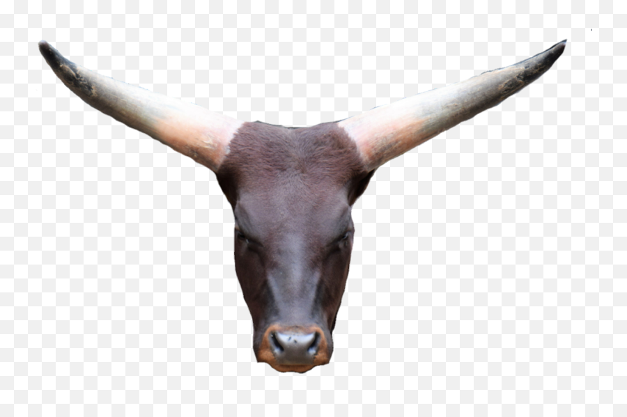 Cowhead Png Cowface Bullhead - Antelope Emoji,Cow Face Emoji