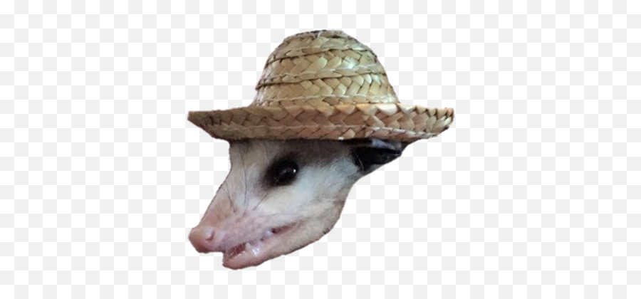 Opposum - Possum With Hat Emoji,Possum Emoji