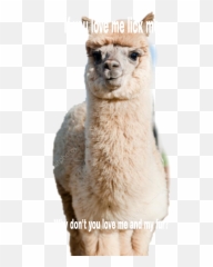Alpaca Sticker - Alpaca Emoji,Alpaca Emoji