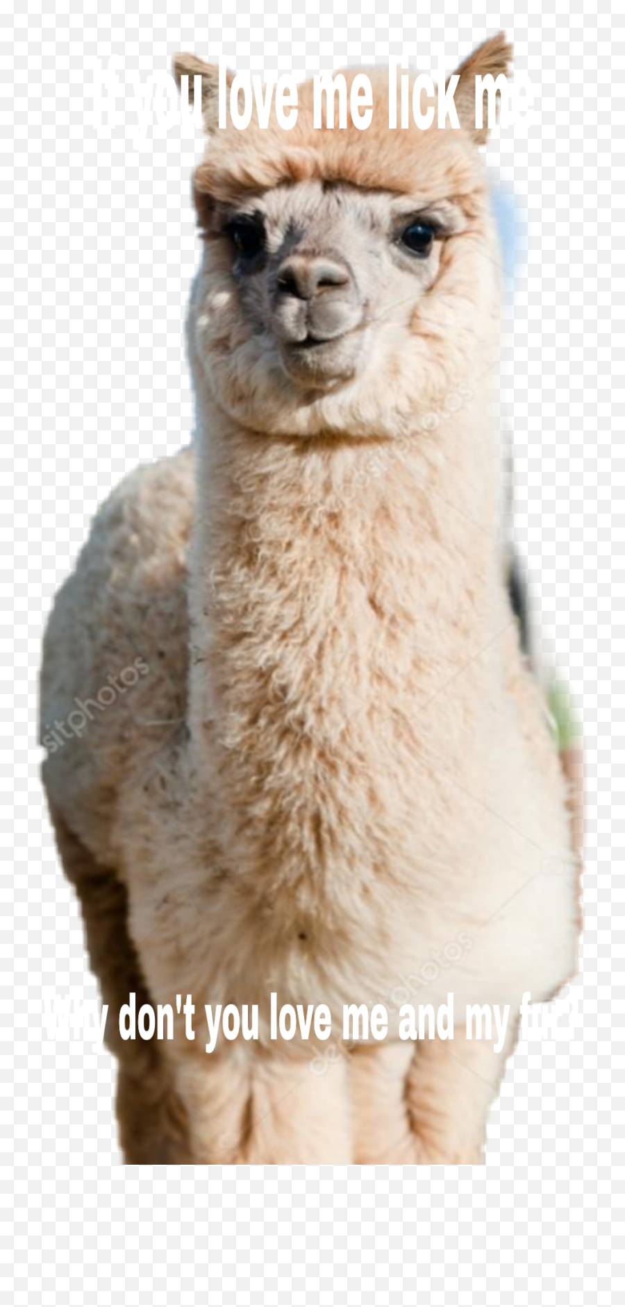 Alpaca Sticker - Alpaca Emoji,Alpaca Emoji