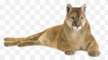 Mountainlion Puma Cougar - You Mess With The Viper You Get Emoji,Cougar Emoji