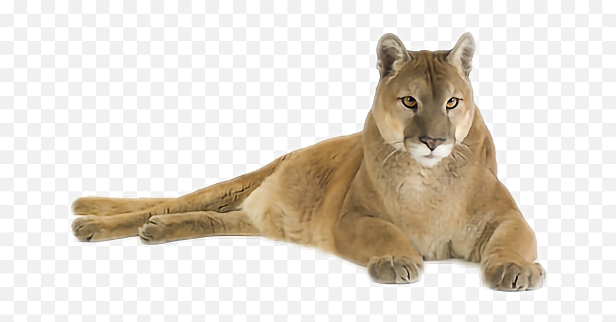 Mountainlion Puma Cougar - You Mess With The Viper You Get Emoji,Cougar Emoji