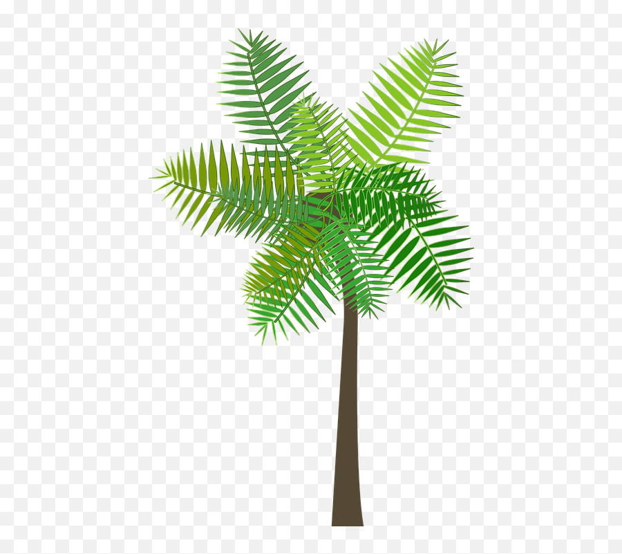 Palm Tree - Palmeras De Mar Png Emoji,Palm Tree Book Emoji