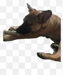 Doge Doge Puppy Dog Doggy Freetoedit - Companion Dog Emoji,Doge Emoji
