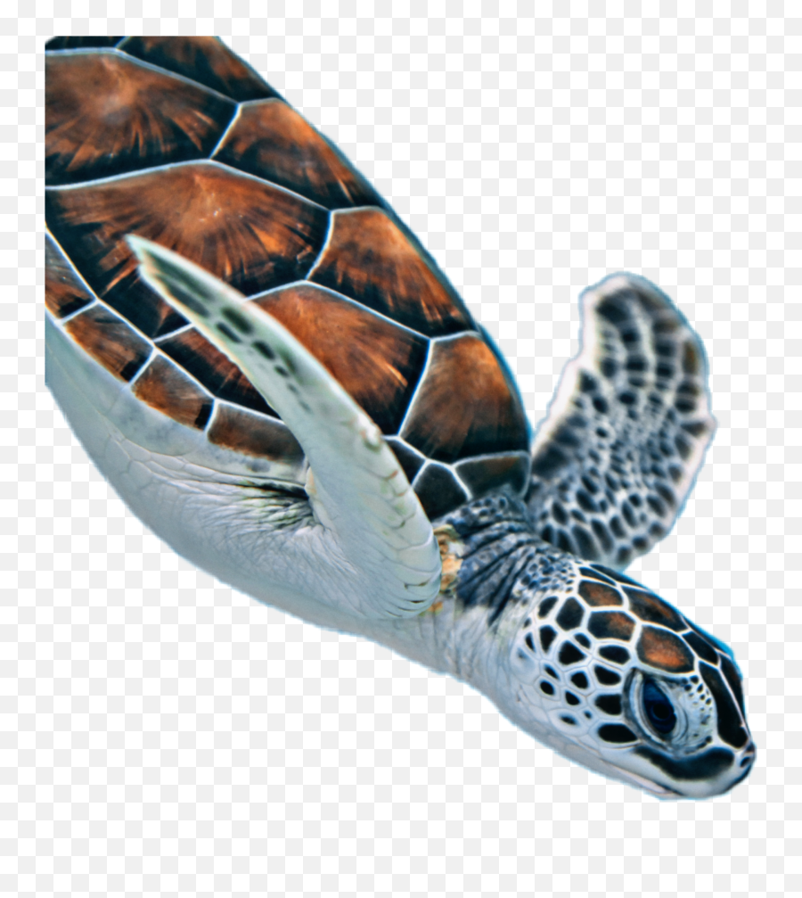 Turtle Tortue Savetheturtles - White And Brown Turtle Emoji,Sea Turtle Emoji