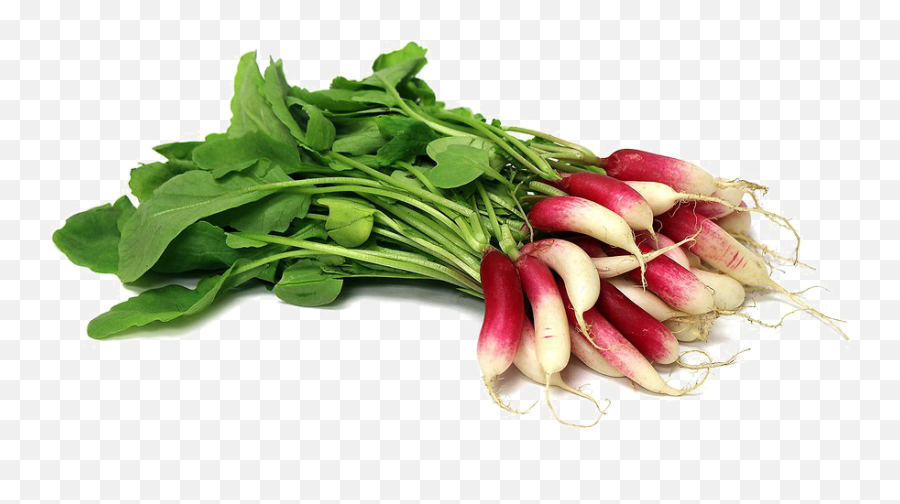 Radish Png Free Download Png Svg Clip Art For Web - Muli Image Hd Png Emoji,Turnip Emoji