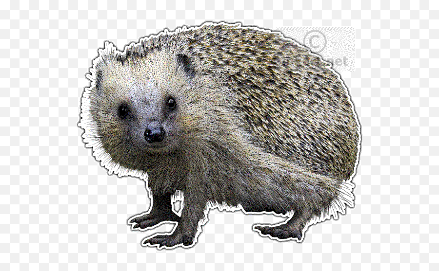 European Hedgehog - Domesticated Hedgehog Emoji,Porcupine Emoji