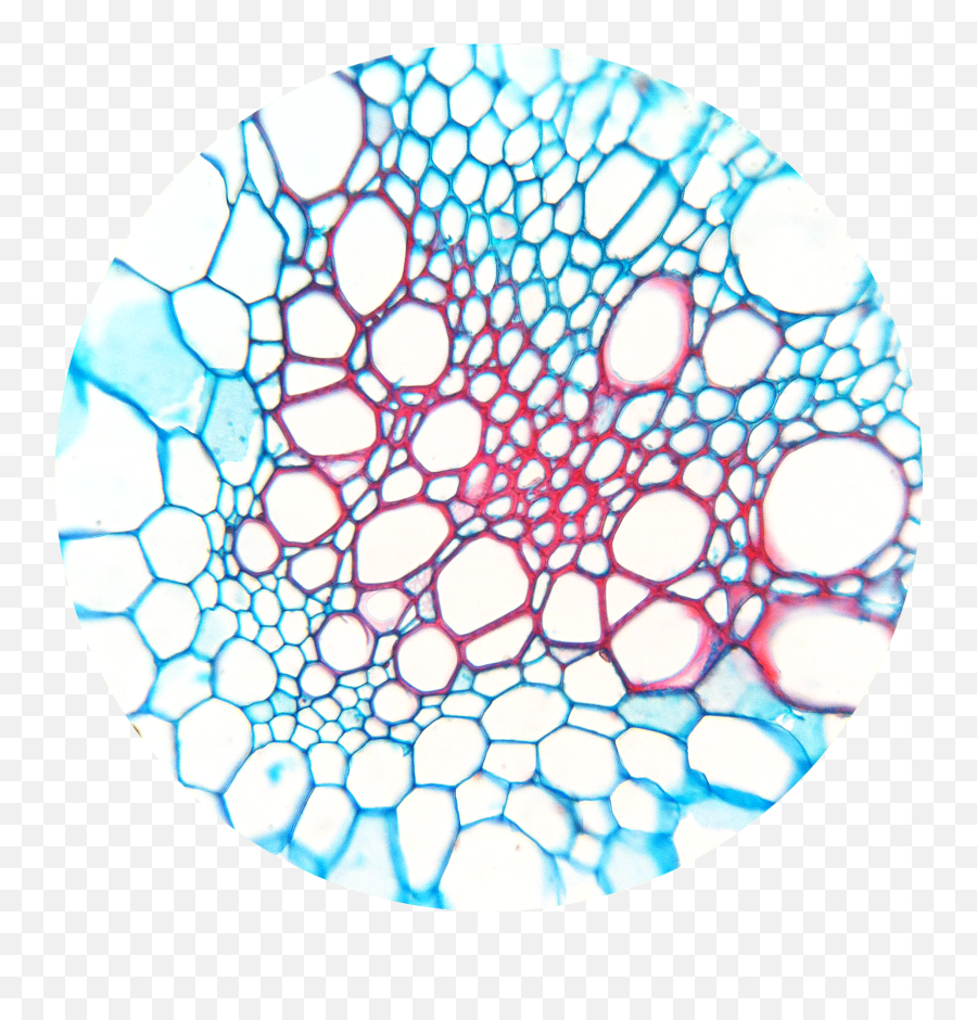 Botana Curus X Dicot Xylem 1 - Xylem Cell Under Microscope Emoji,Iphone X Emoji