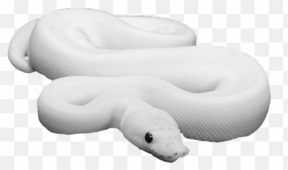 Trending Snake Stickers - Leucistic Ball Python Emoji,Emoji Snake Real