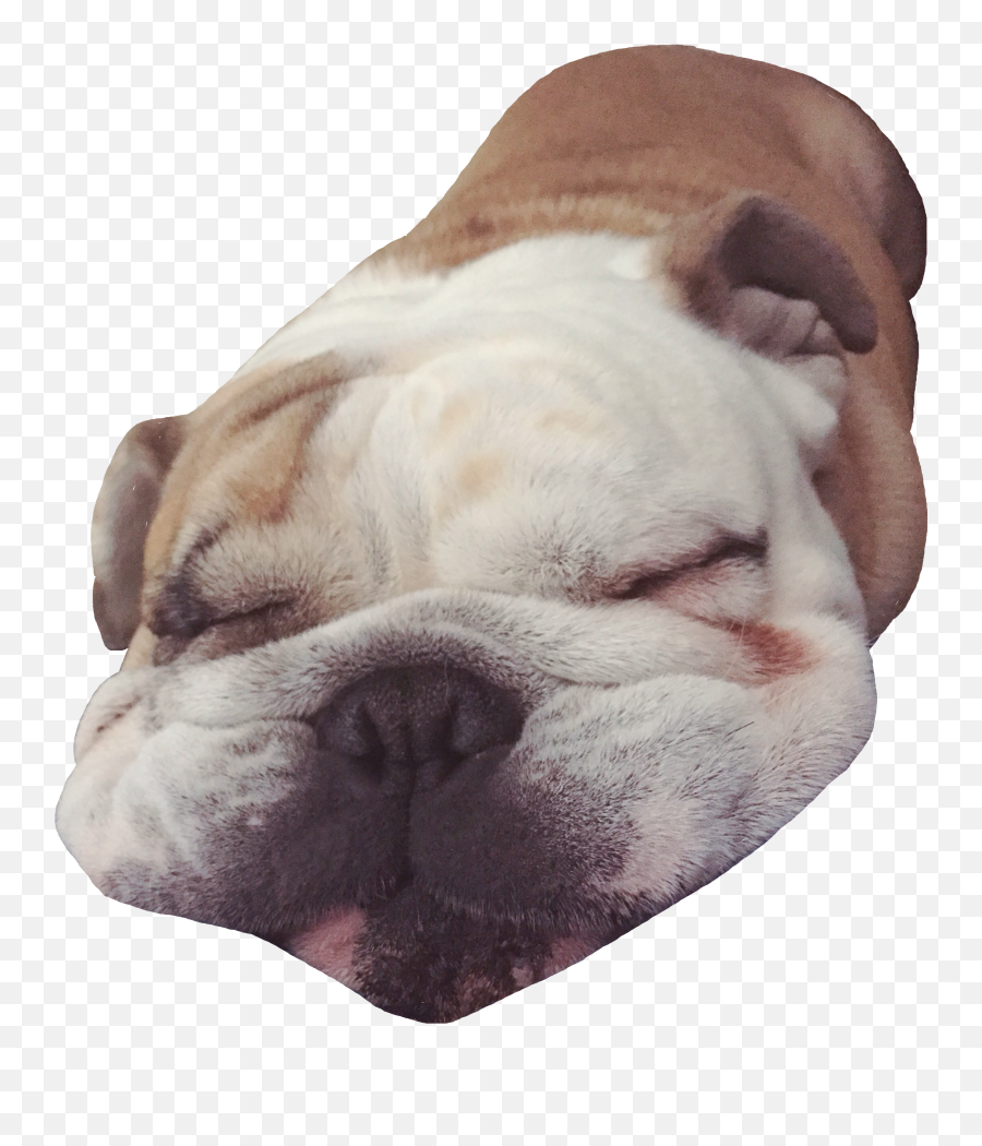 Trending Snoozing Stickers - Olde English Bulldogge Emoji,Snoozing Emoji