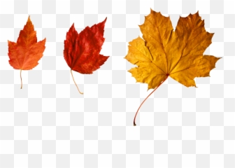 More Autumn Leaves Fall Lthanksgiving Decoration Overla - Falling Emoji